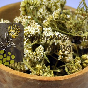 CEAI COADA SORICELULUI 20gr.
