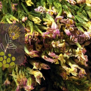 CEAI TINTAURA 30gr.