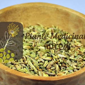 FENICUL SEMINTE 40gr.