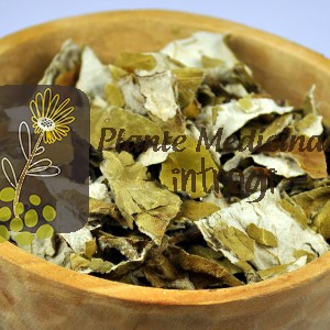 CEAI PODBAL FRUNZE 20gr.