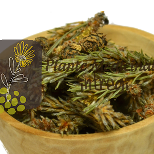 CEAI PIN MUGURI 20gr.