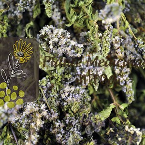 MENTA LEGATURA