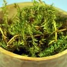 CEAI PEDICUTA 20gr.